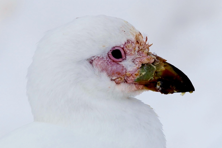 snowy sheathbill